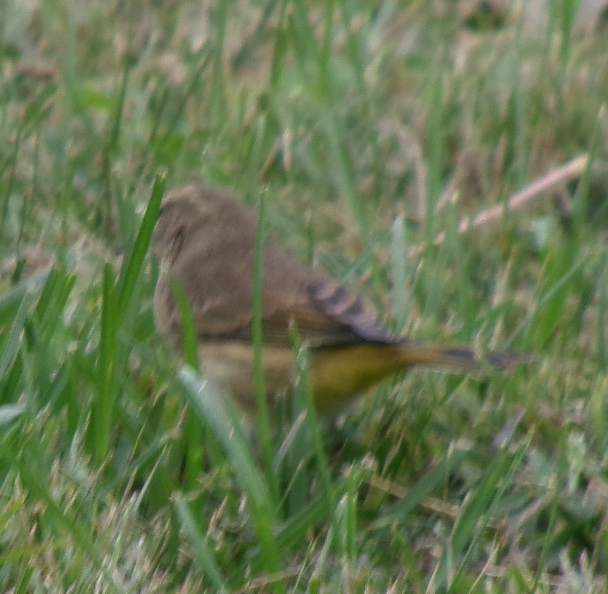 Palm Warbler - ML643664582