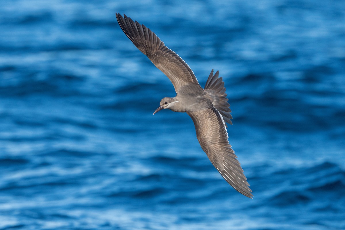 Inca Tern - ML643664589