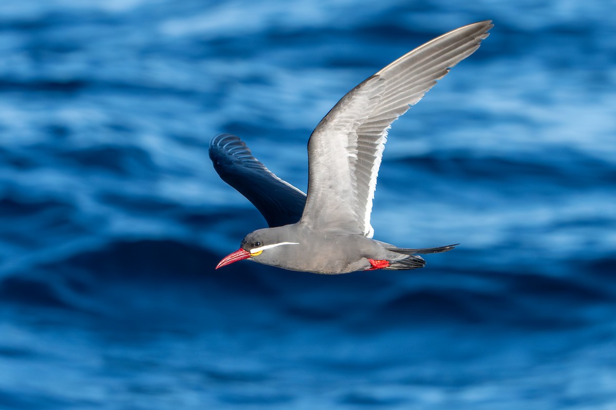 Inca Tern - ML643664590