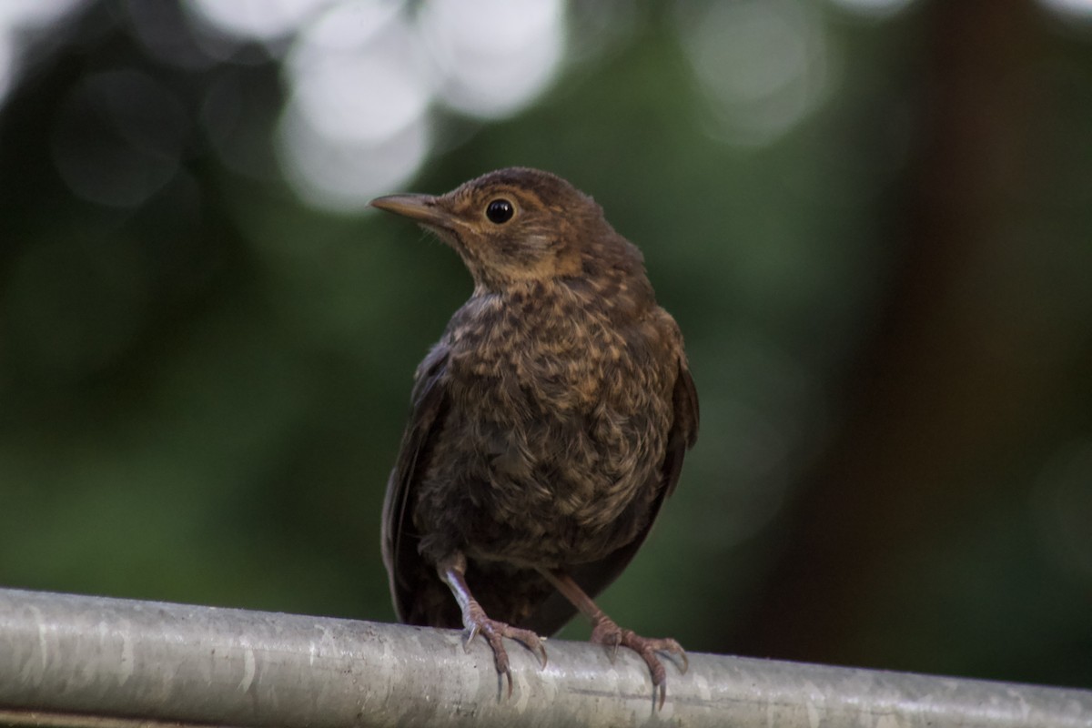 Eurasian Blackbird - ML643664607