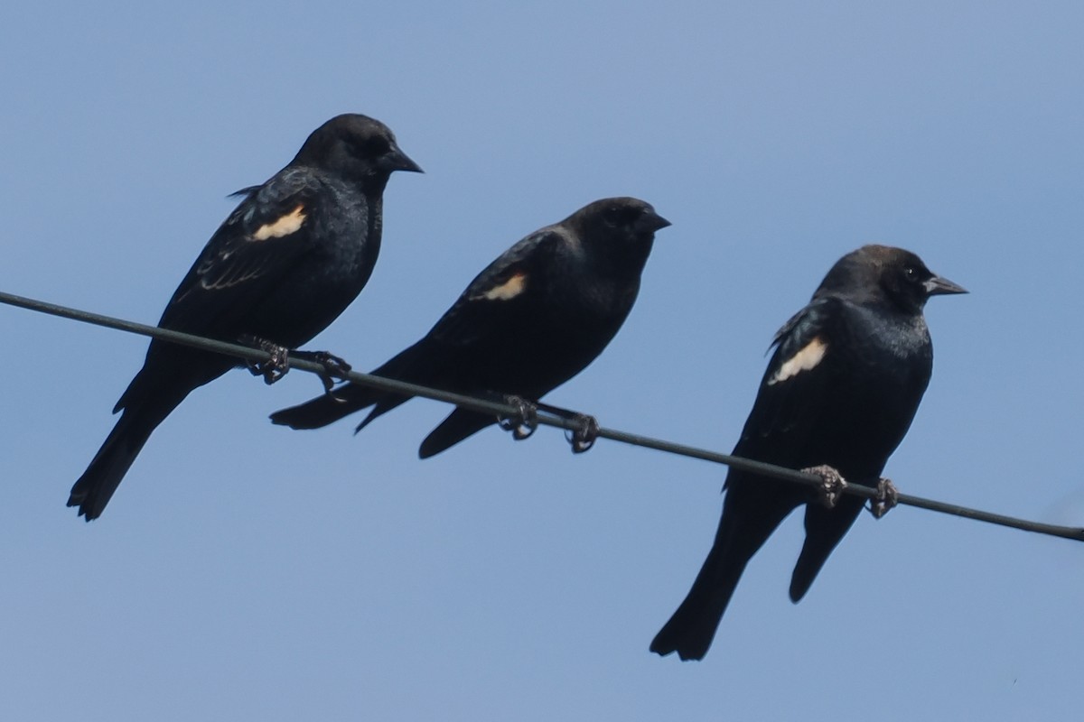 Tricolored Blackbird - ML643664631