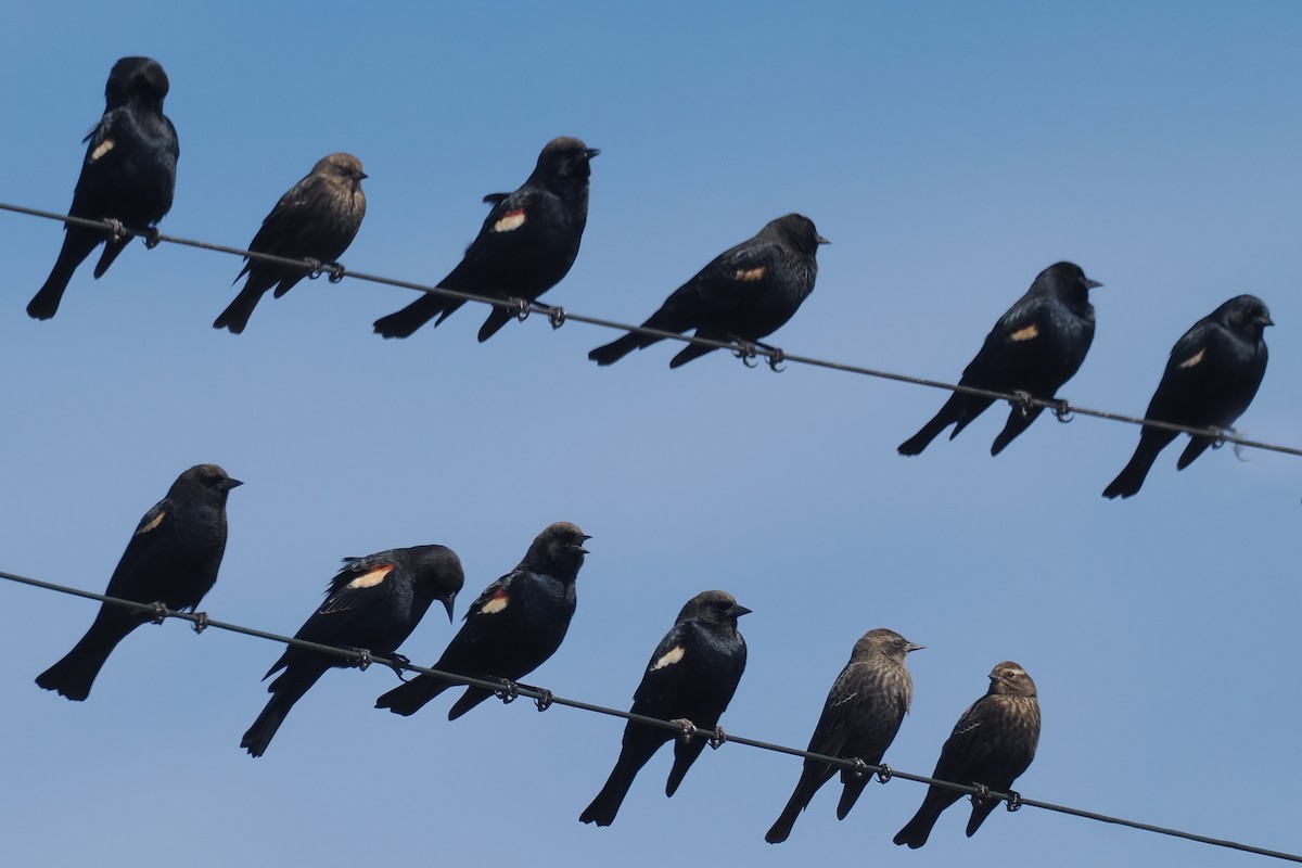 Tricolored Blackbird - ML643664632