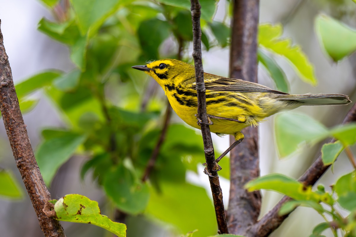 Prairie Warbler - ML643664635