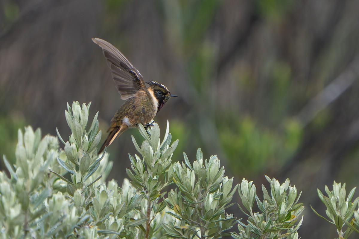 Buffy Helmetcrest - ML643664662