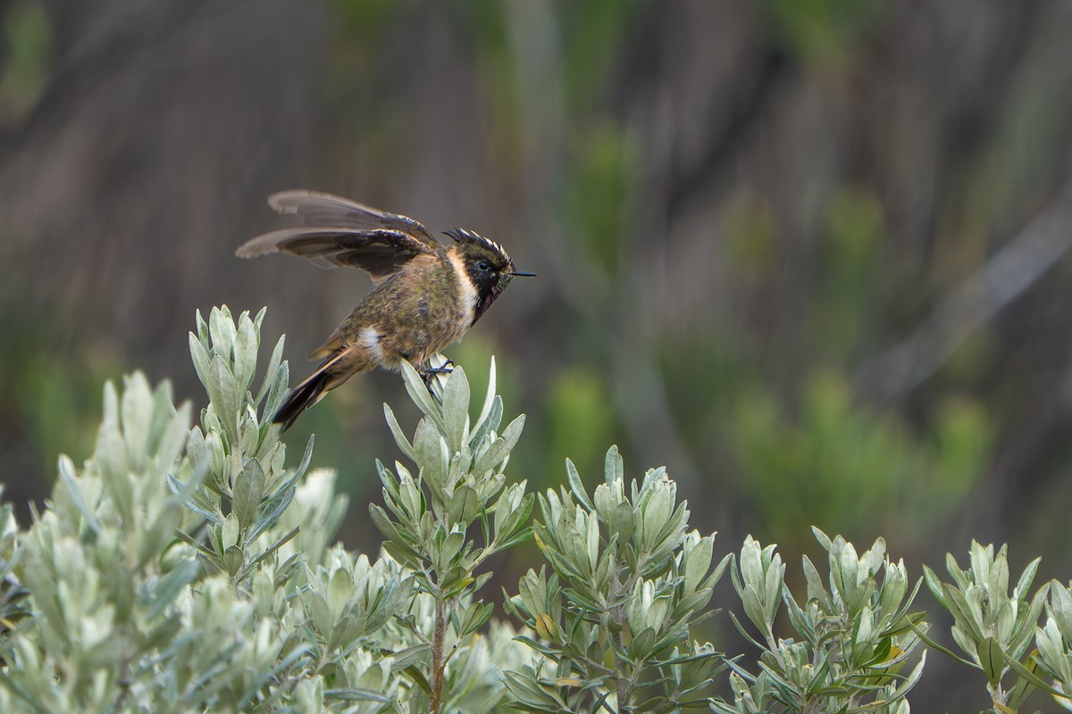 Buffy Helmetcrest - ML643664663