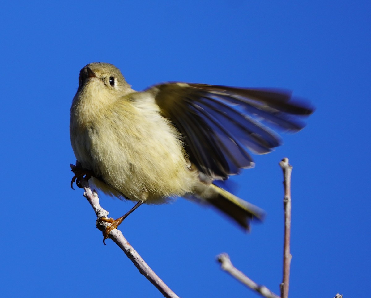 Ruby-crowned Kinglet - ML643664666