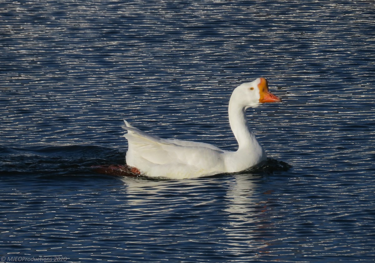 Domestic goose sp. (Domestic type) - ML643664669