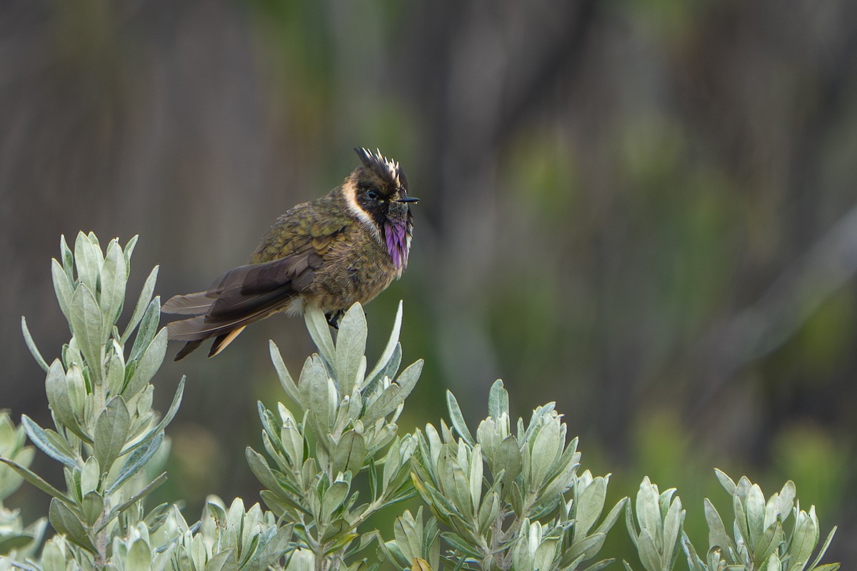 Buffy Helmetcrest - ML643664674