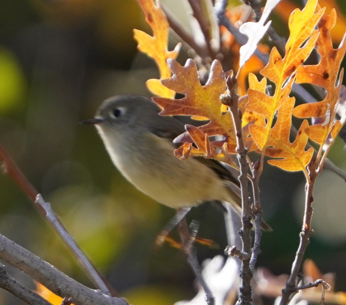 Ruby-crowned Kinglet - ML643664681
