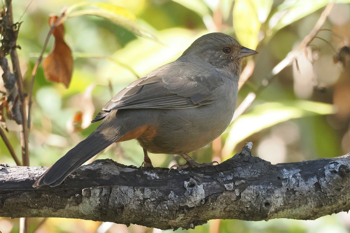 California Towhee - ML643664689