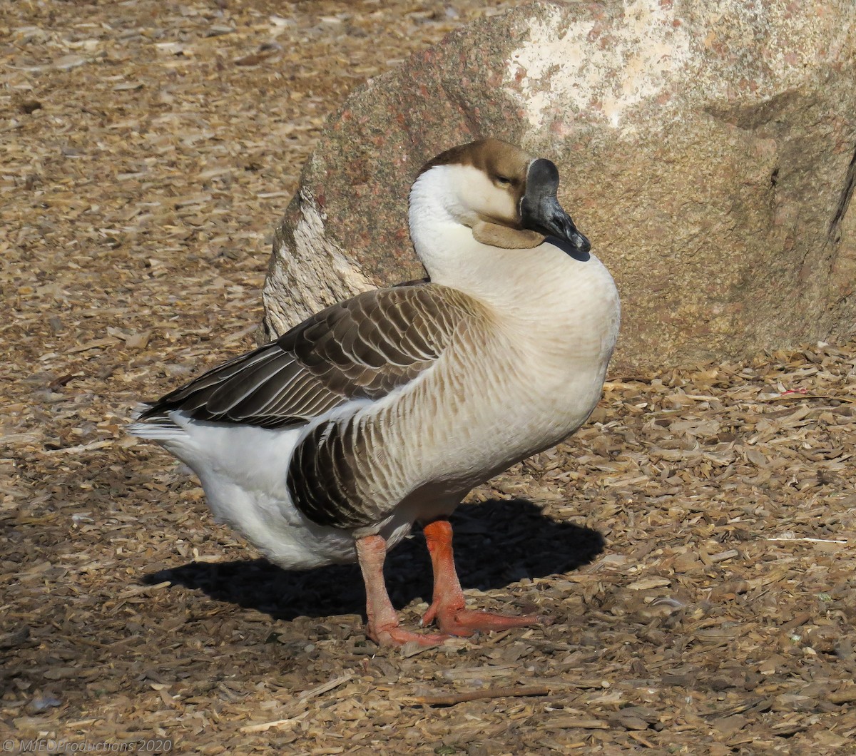 Domestic goose sp. (Domestic type) - ML643664690