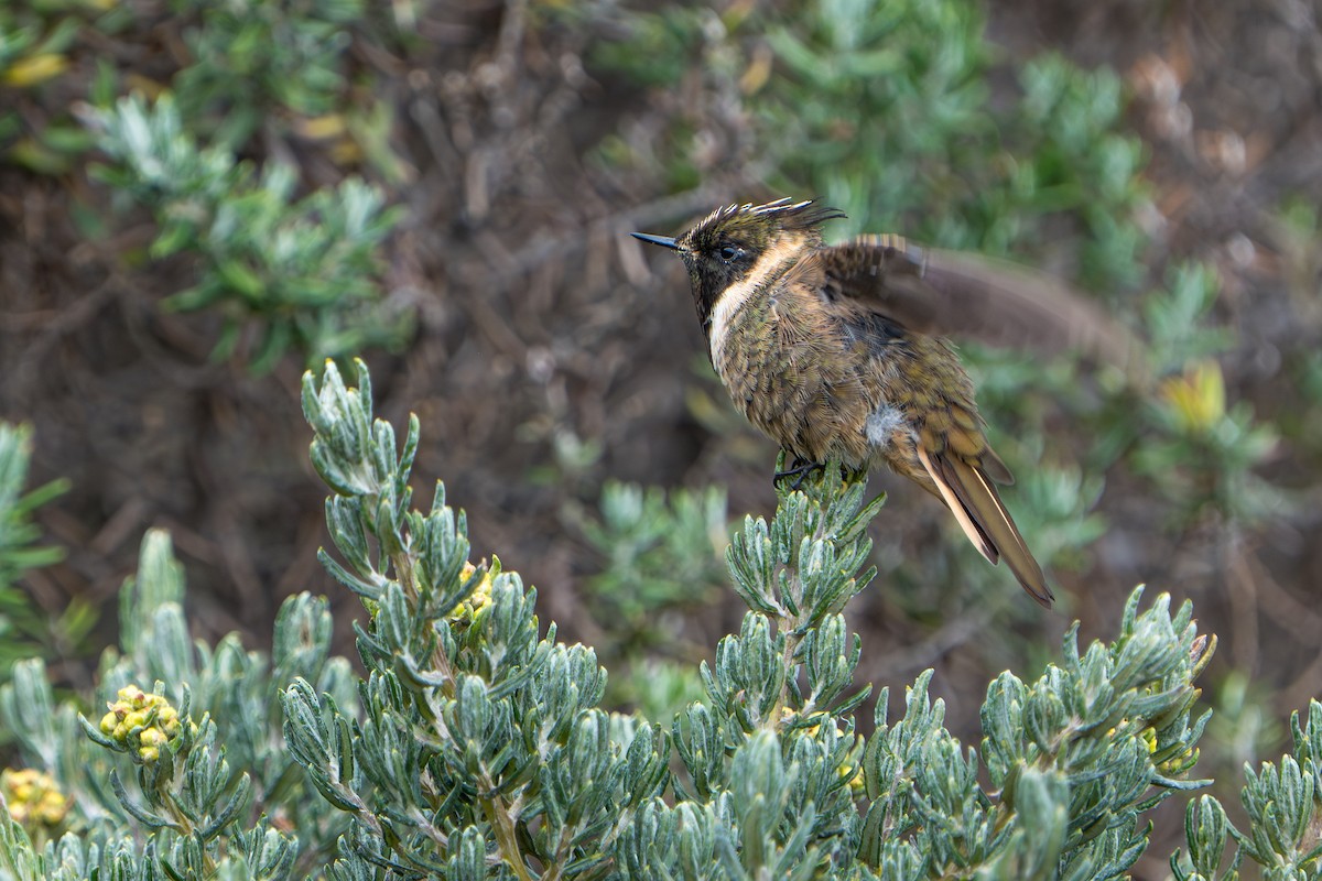 Buffy Helmetcrest - ML643664693