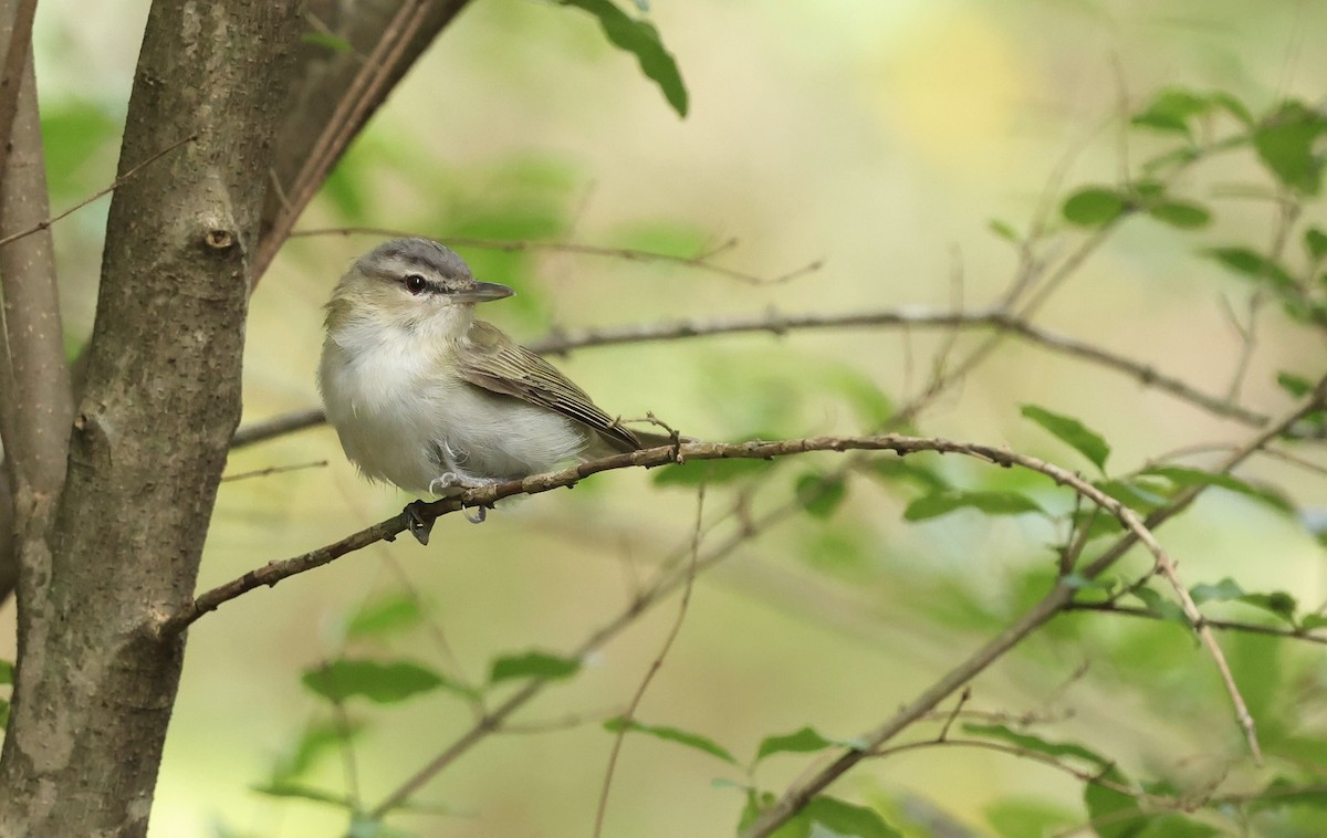 Red-eyed Vireo - ML643664698