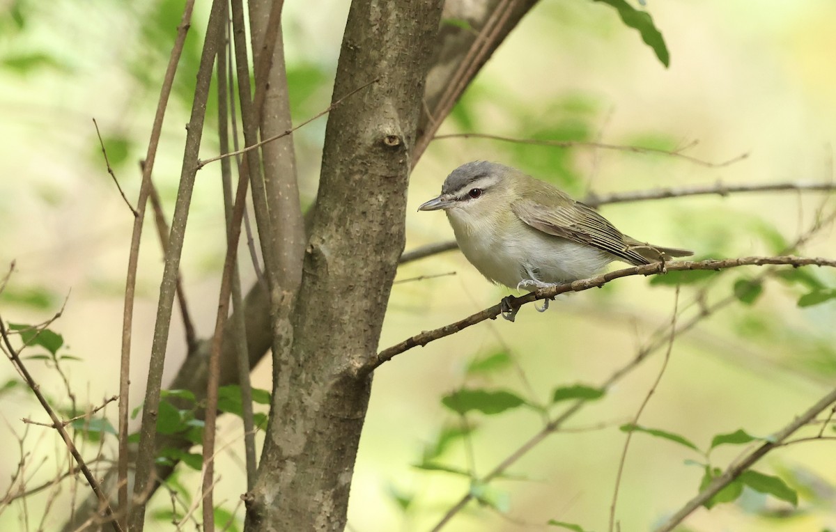 Red-eyed Vireo - ML643664699