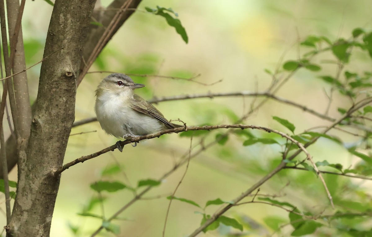 Red-eyed Vireo - ML643664700