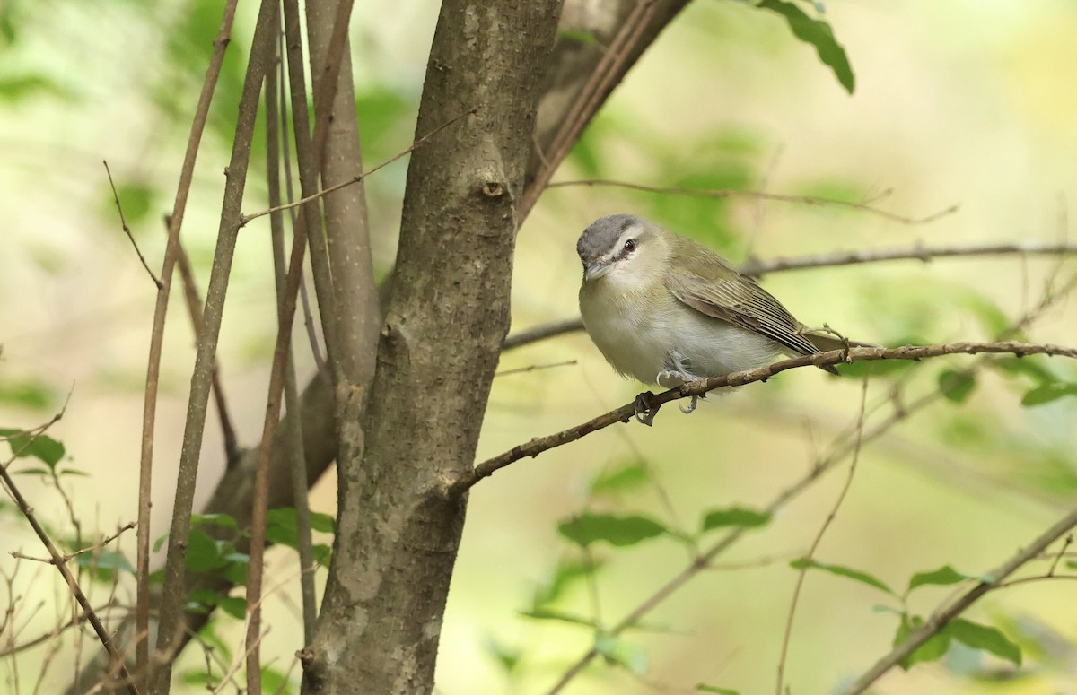 Red-eyed Vireo - ML643664701