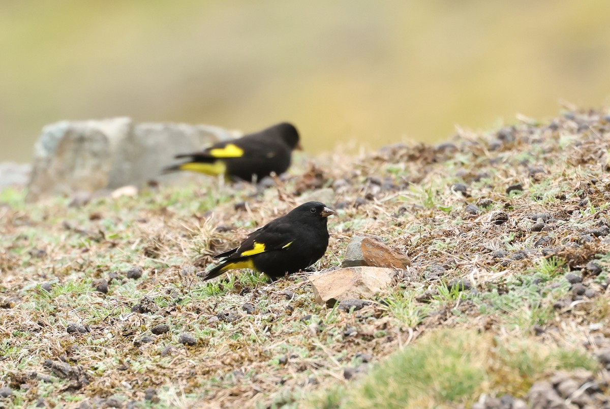 Black Siskin - ML643664704