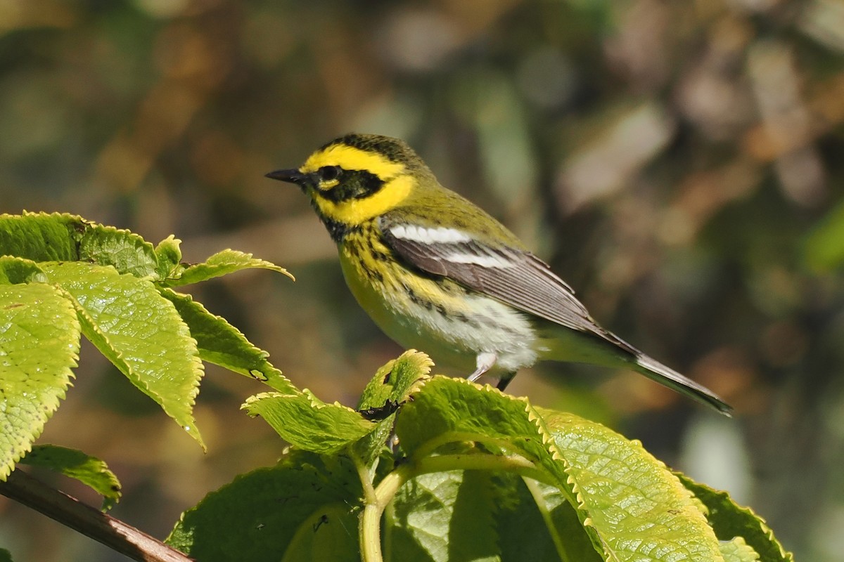 granparula - ML643664708