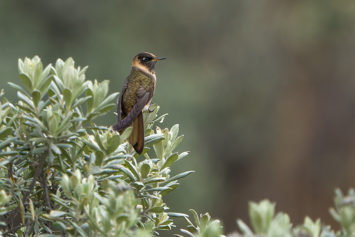 Buffy Helmetcrest - ML643664711