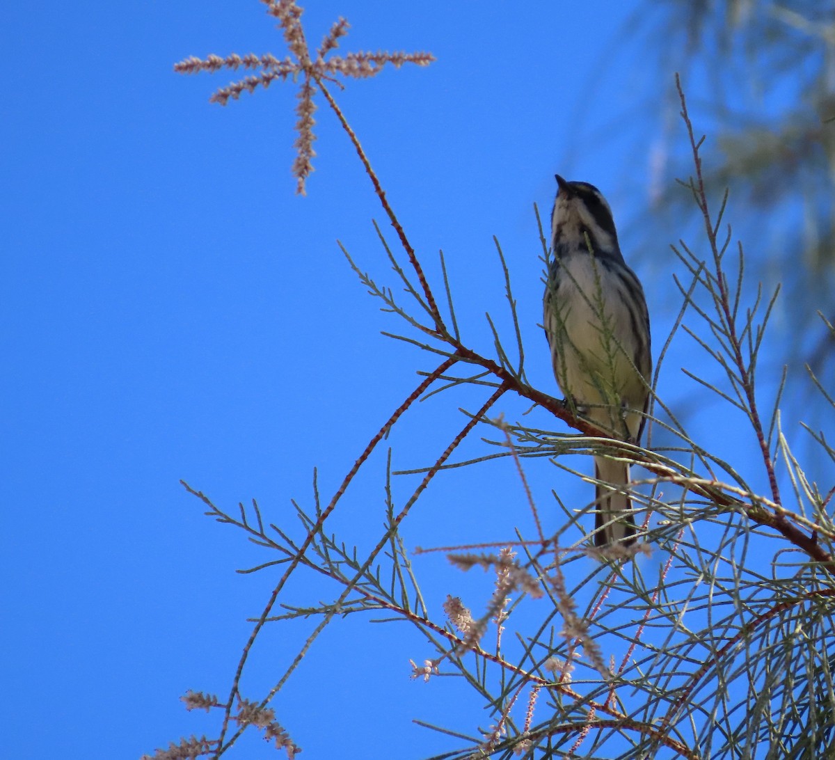 Black-throated Gray Warbler - ML643664717