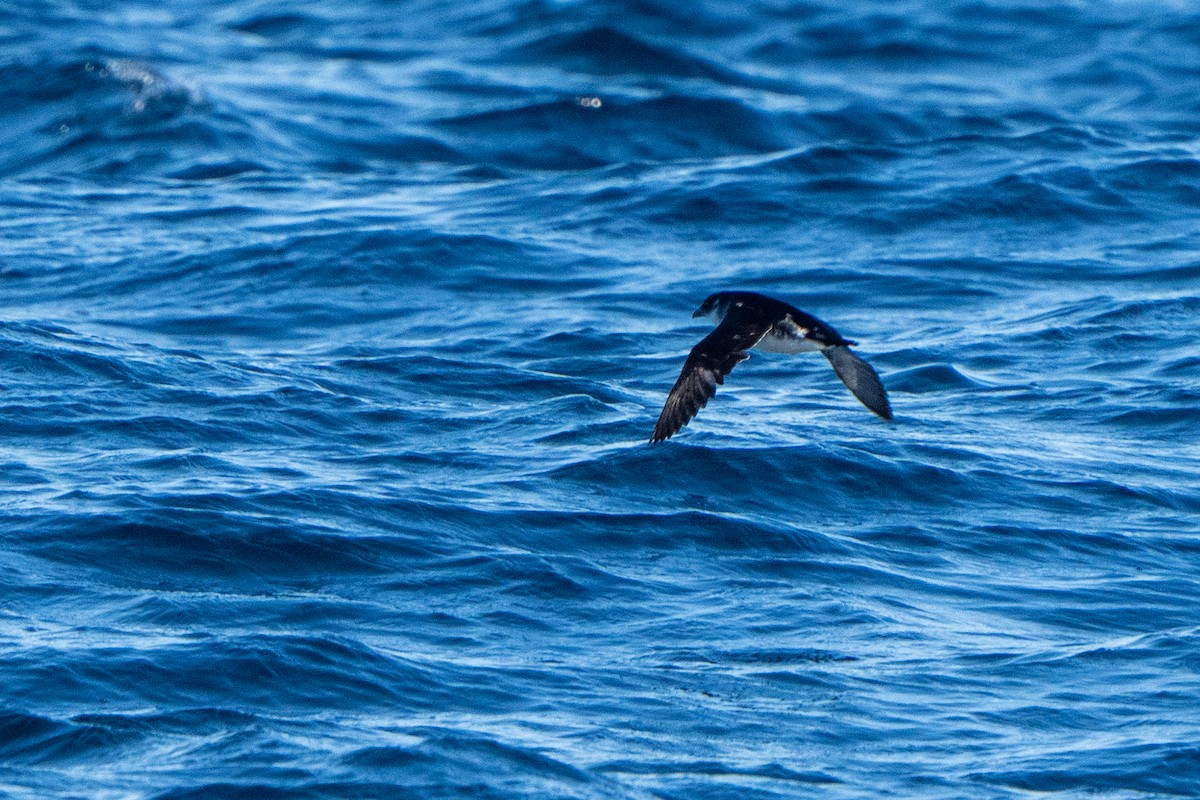 Peruvian Diving-Petrel - ML643664723