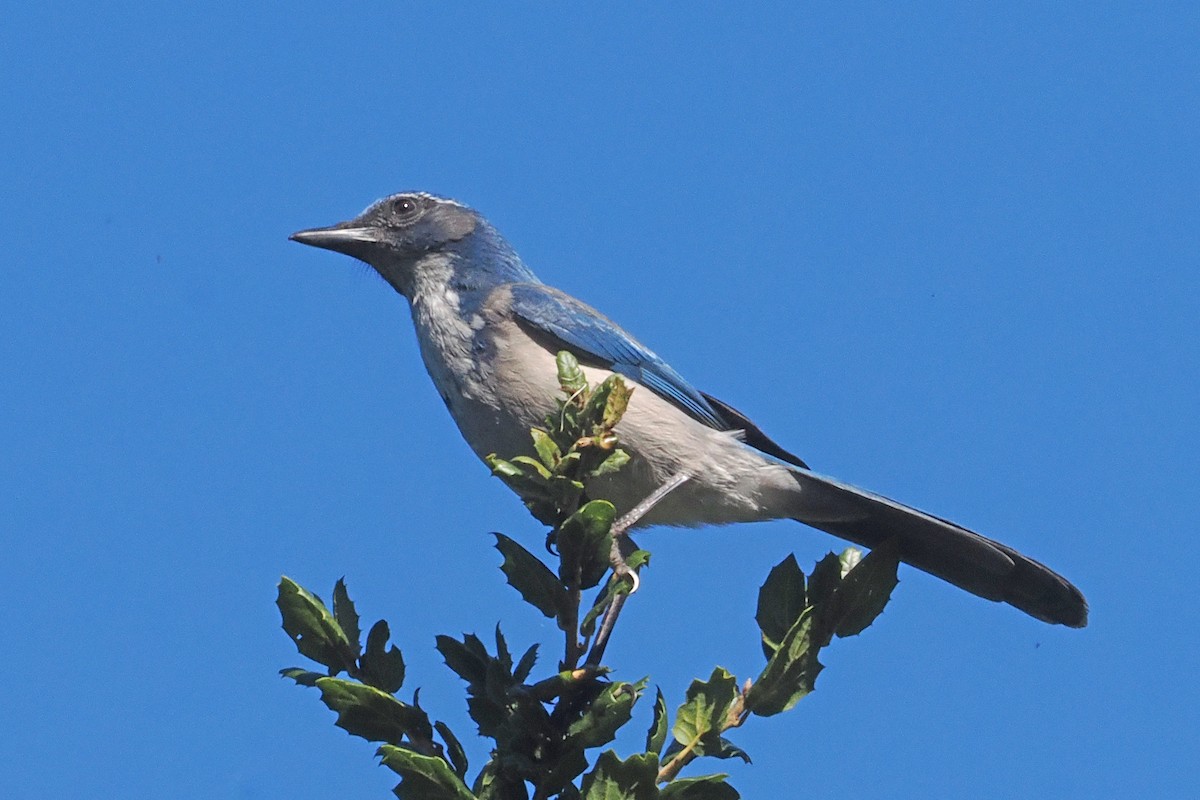 krattskrike - ML643664729
