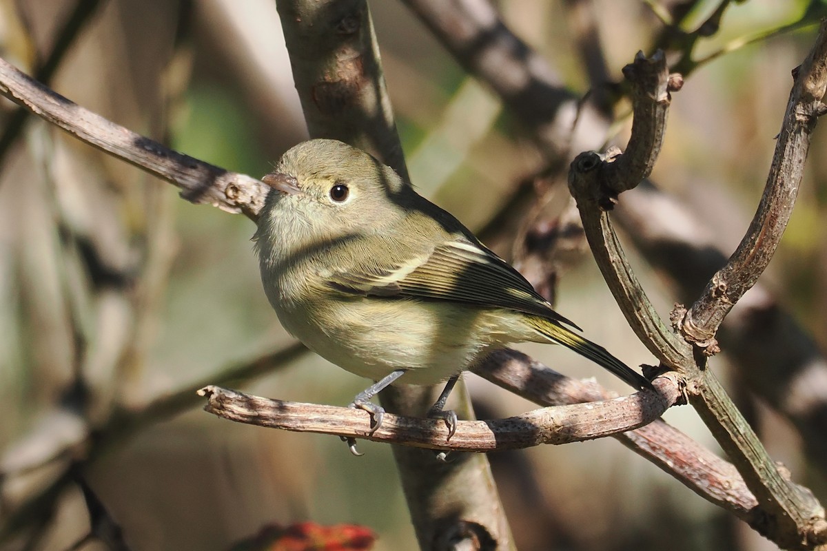 eikevireo - ML643664736