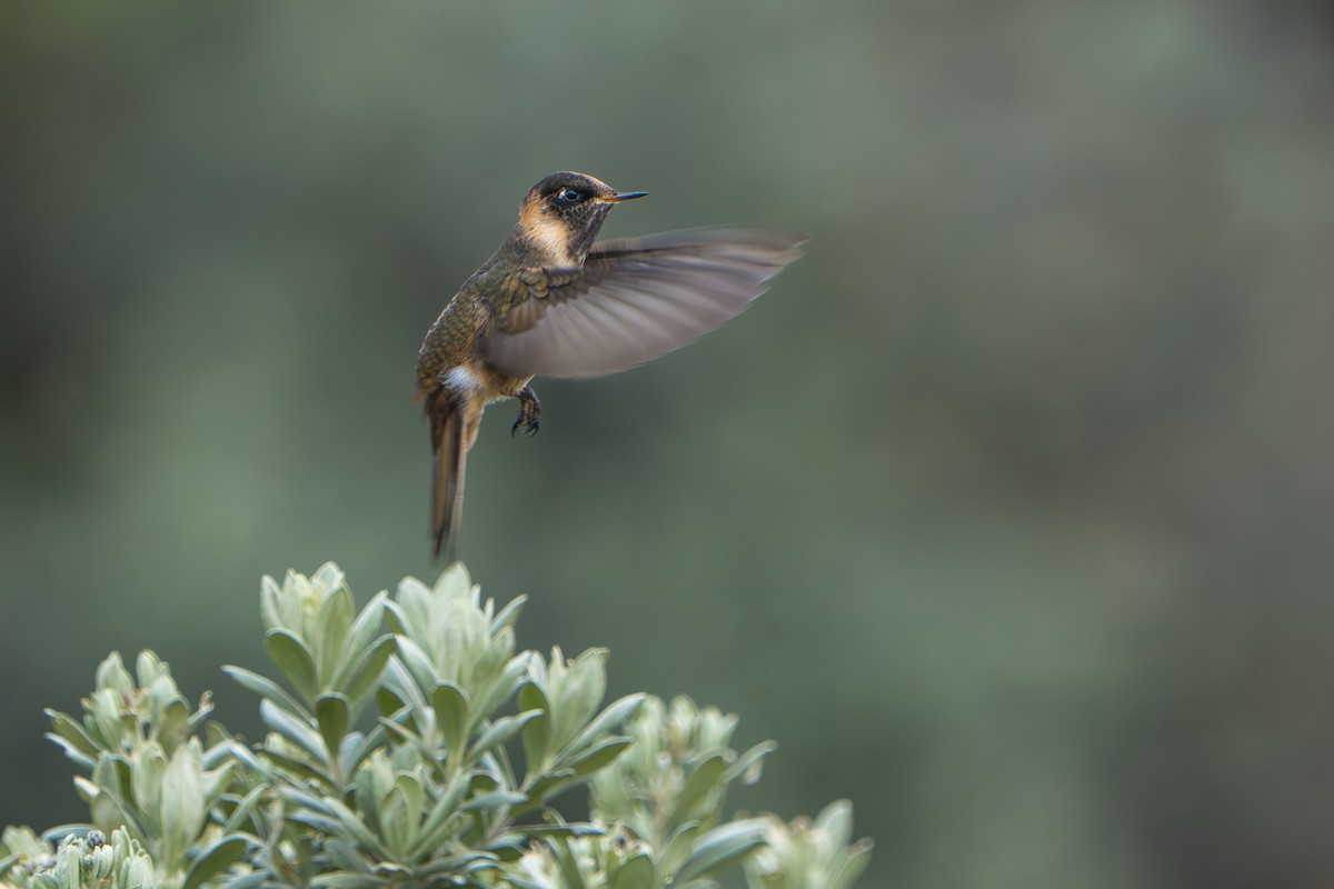 Buffy Helmetcrest - ML643664744