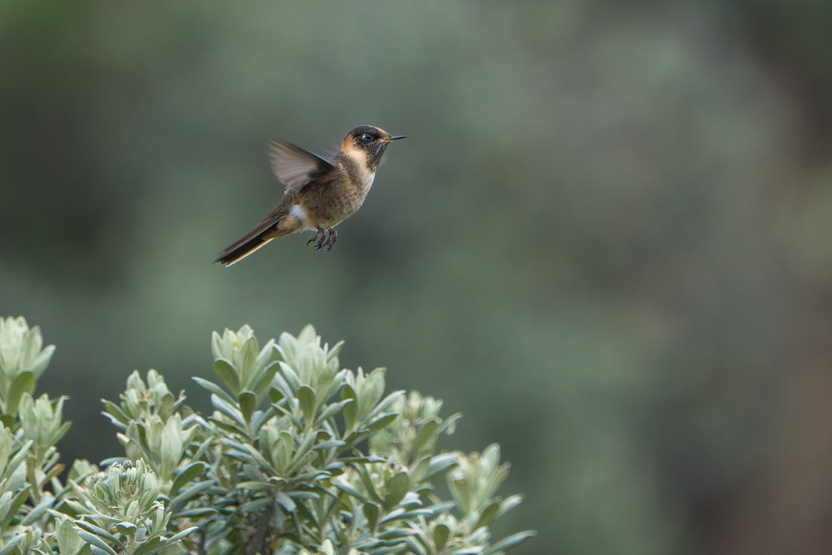 Buffy Helmetcrest - ML643664745