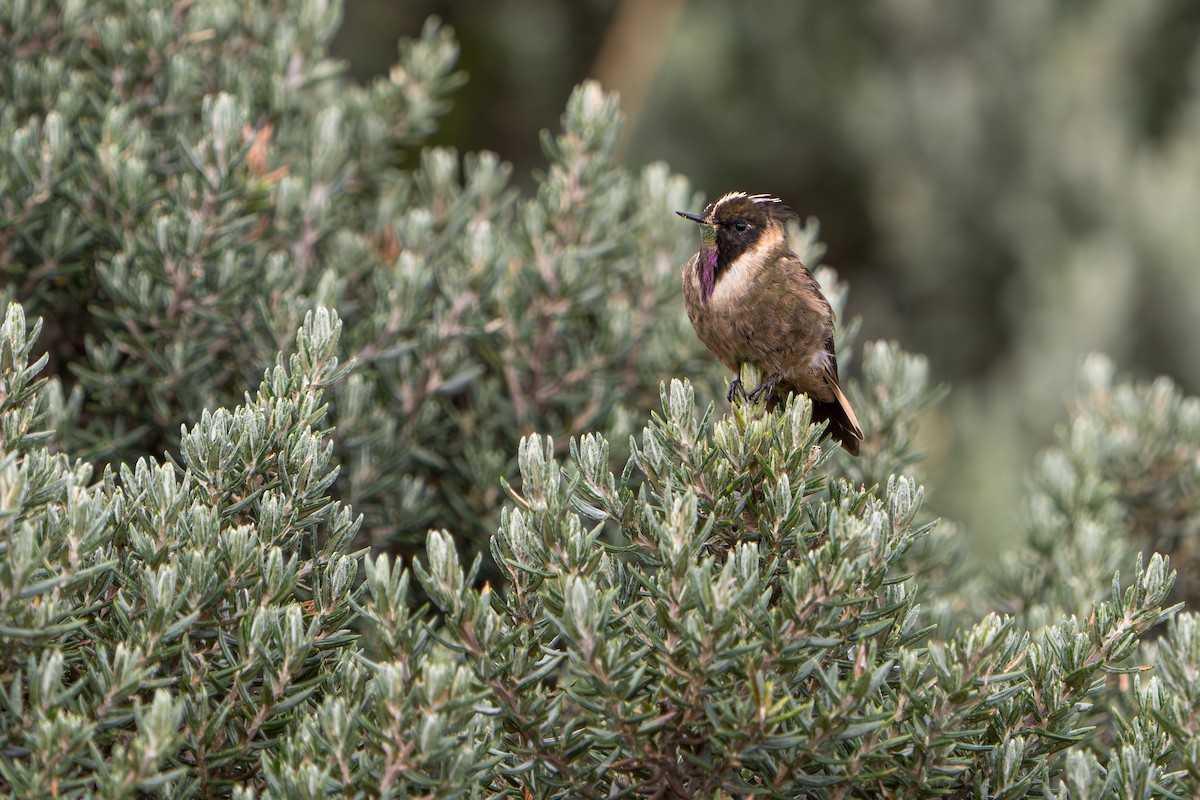Buffy Helmetcrest - ML643664757