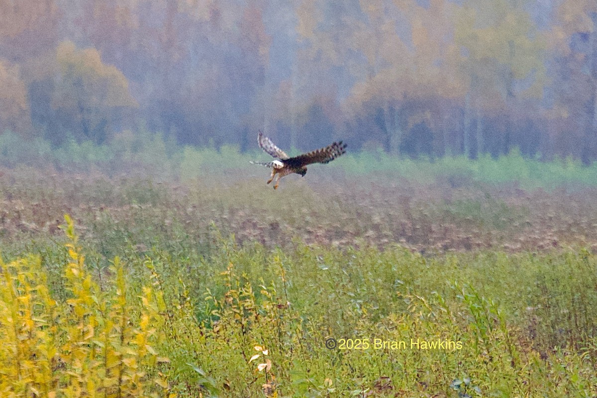 Northern Harrier - ML643664761
