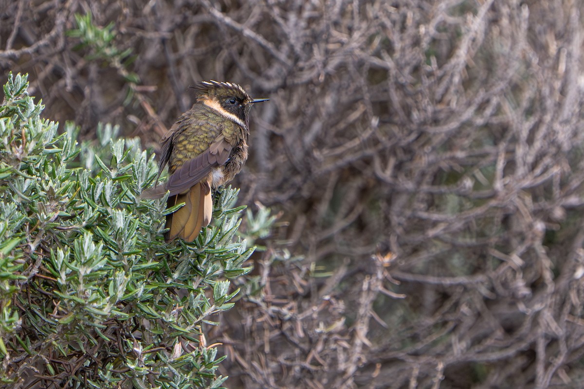 Buffy Helmetcrest - ML643664763