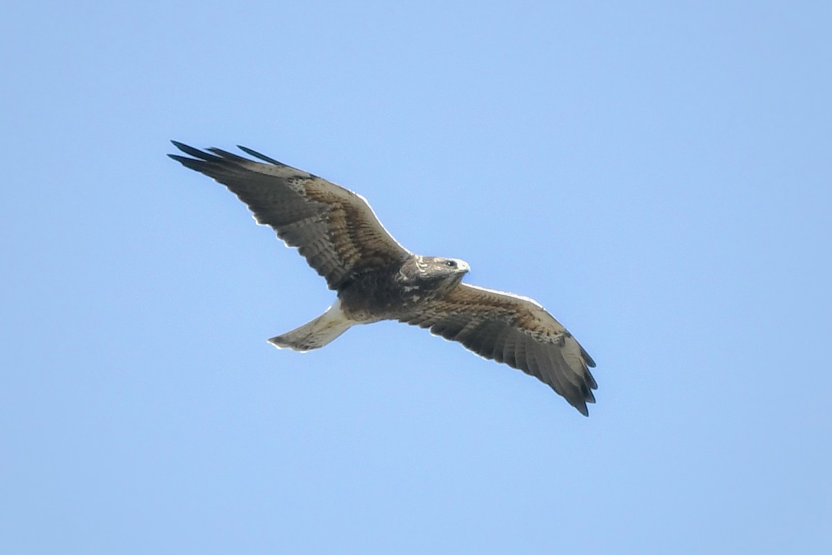 Präriebussard - ML643664764
