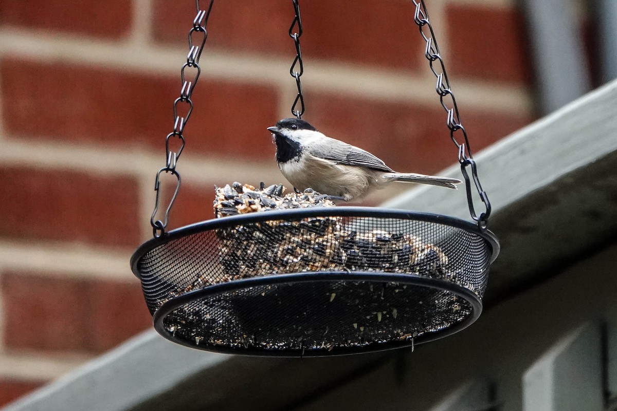 Carolina Chickadee - ML643664768