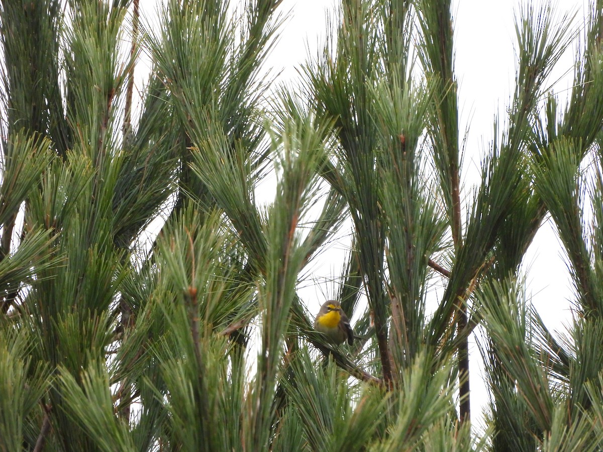 Grace's Warbler - ML643664772