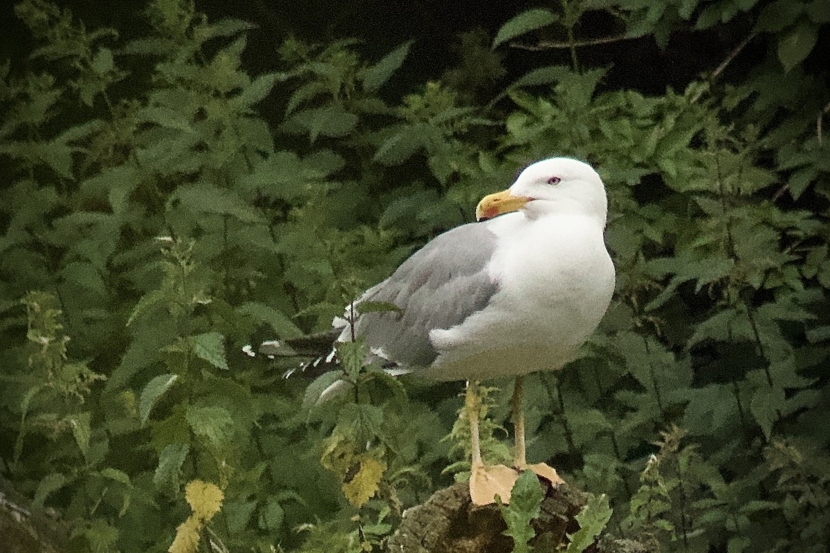 Yellow-legged Gull - ML643664795