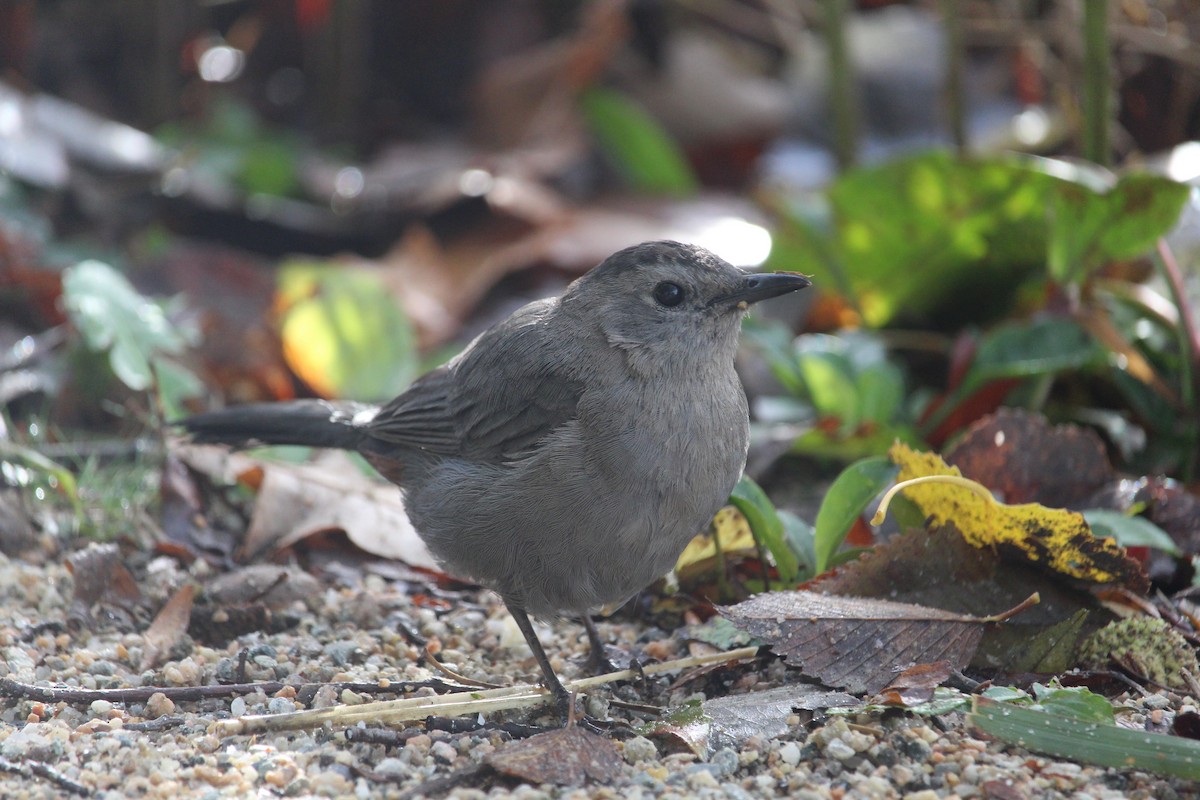 Gray Catbird - ML643664810
