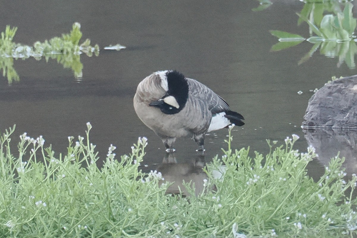 Cackling Goose (Aleutian) - ML643664814