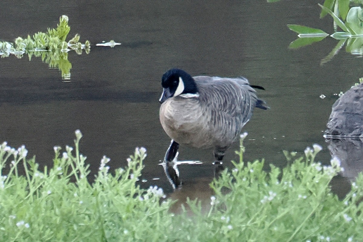 Cackling Goose (Aleutian) - ML643664815
