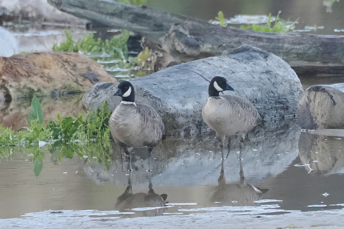 Cackling Goose (Aleutian) - ML643664817