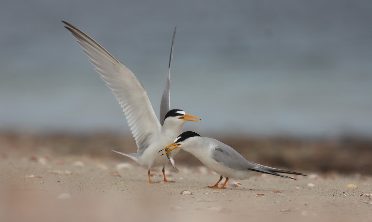 Least Tern - ML643664820