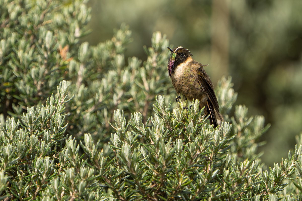Buffy Helmetcrest - ML643664821
