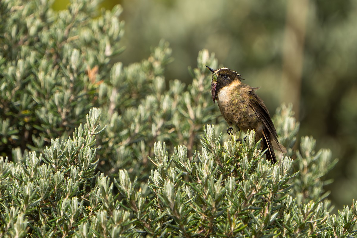 Buffy Helmetcrest - ML643664822