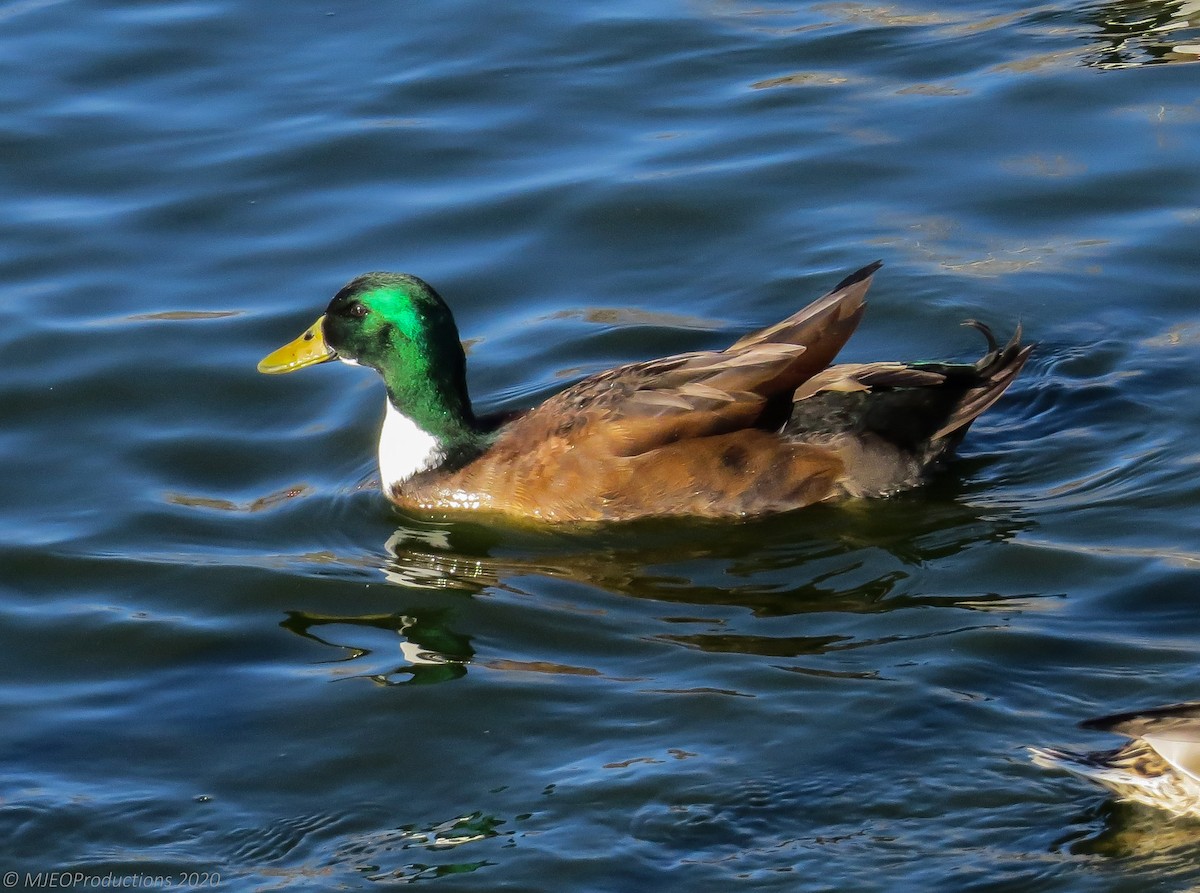 Mallard (Domestic type) - ML643664824