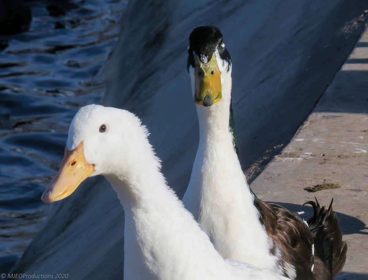 Mallard (Domestic type) - ML643664828