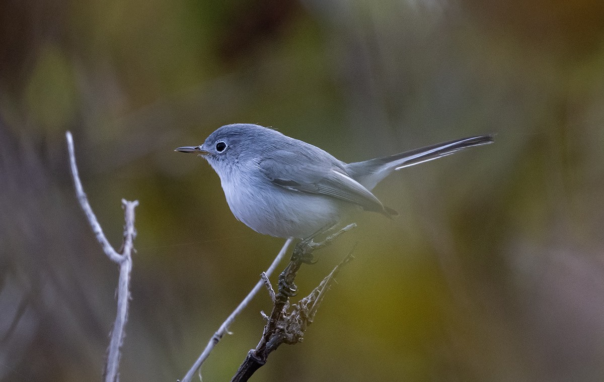 Blue-gray Gnatcatcher - ML643664835