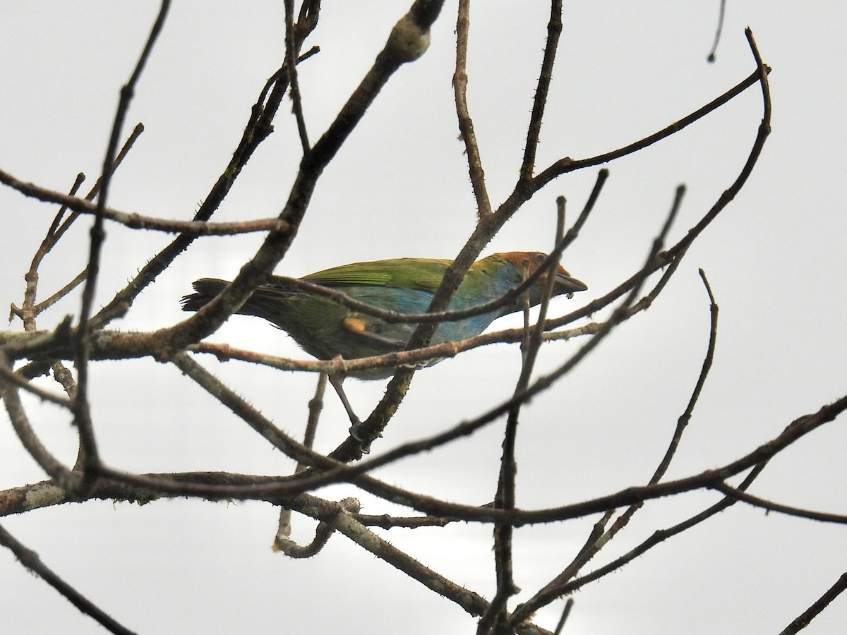 Bay-headed Tanager (Bay-and-blue) - ML643664839