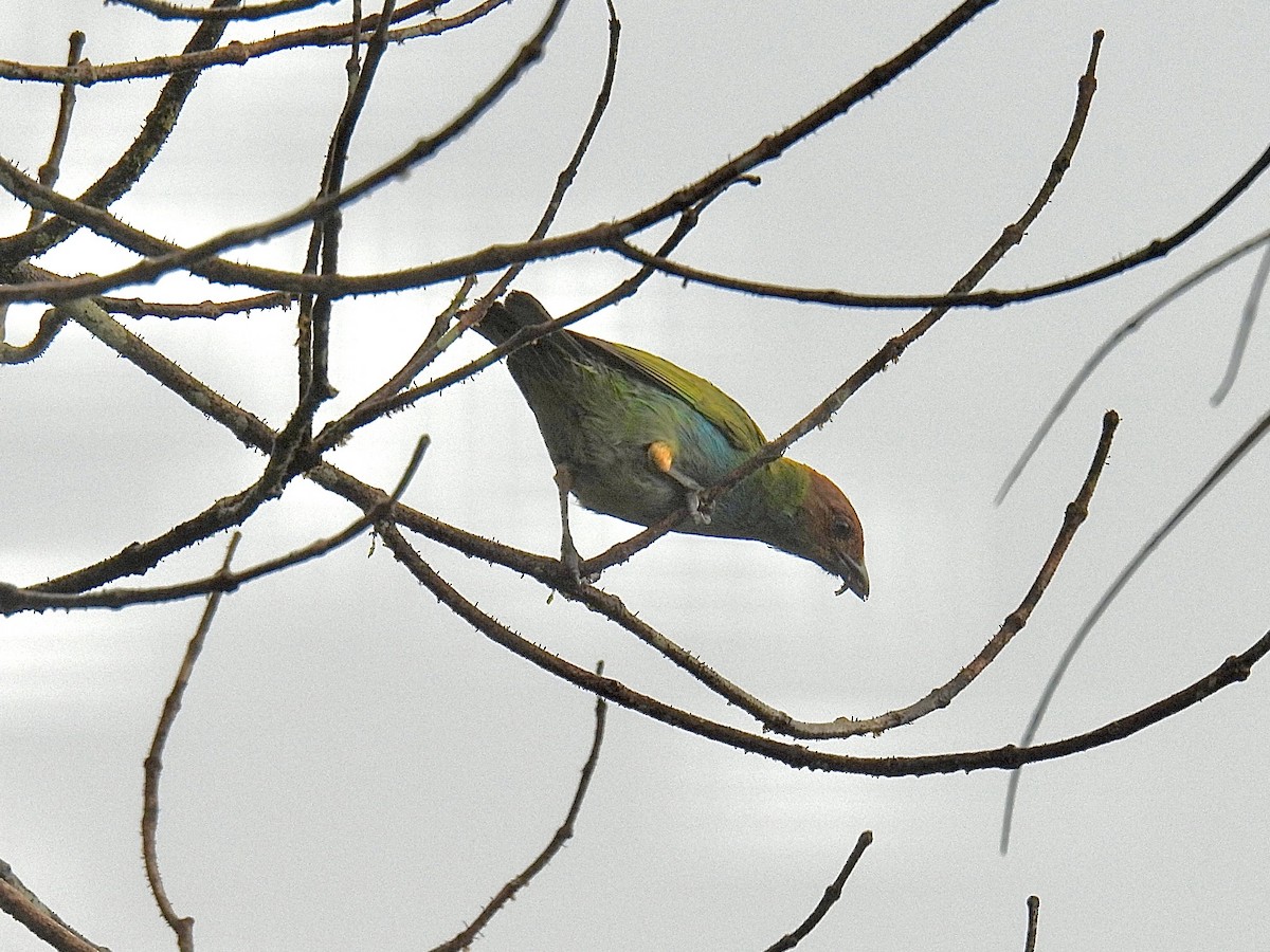Bay-headed Tanager (Bay-and-blue) - ML643664840