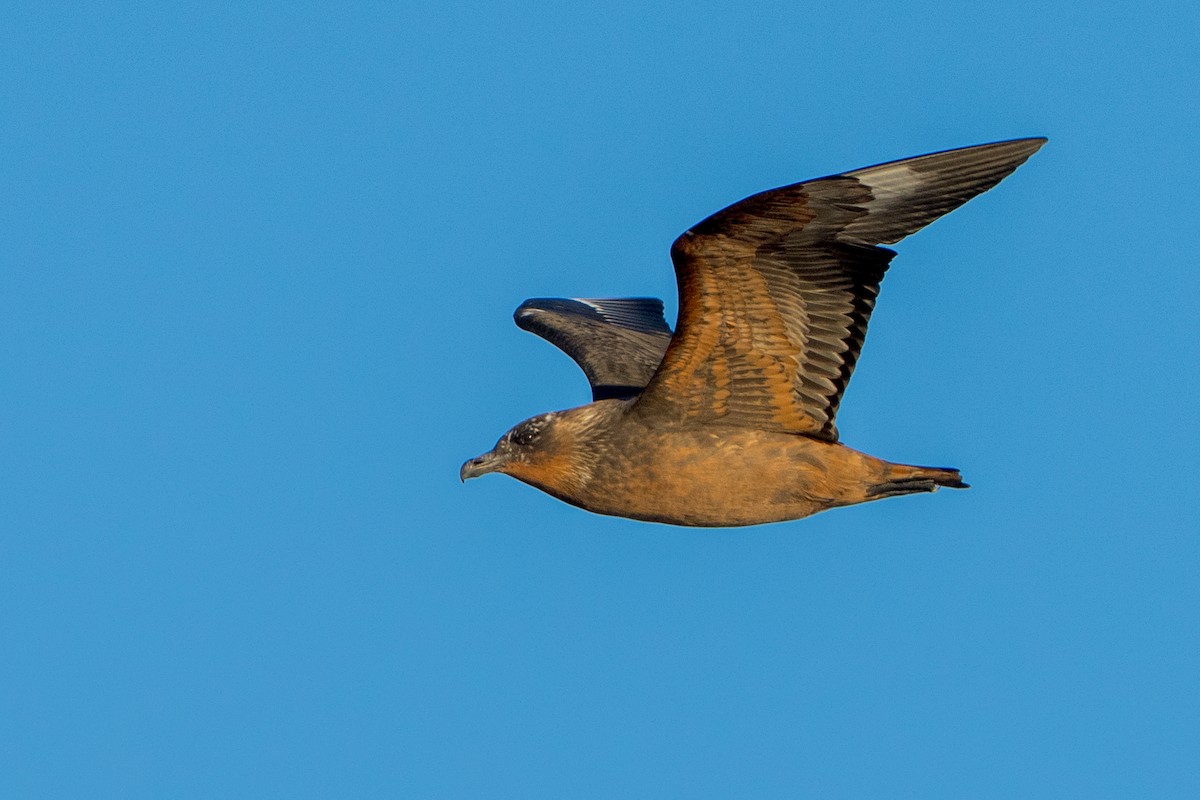 Chilean Skua - ML643664846