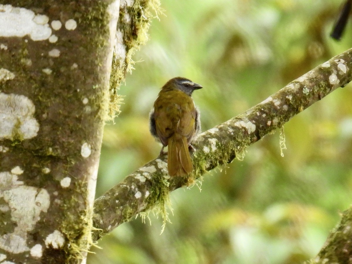 Buff-throated Saltator - ML643664851
